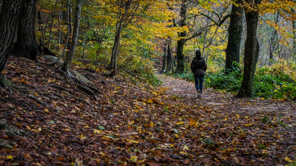 Caminando por un bosque en otoño